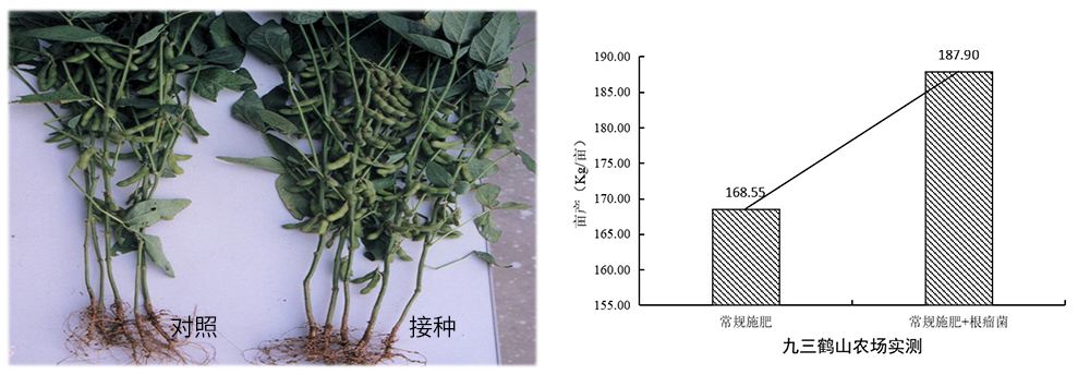 領(lǐng)先生物推進根瘤菌劑應(yīng)用助力大豆產(chǎn)能提升