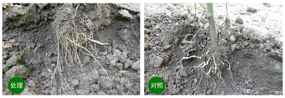 領先生物益根勁菌多糖解決黃瓜根結線蟲問題