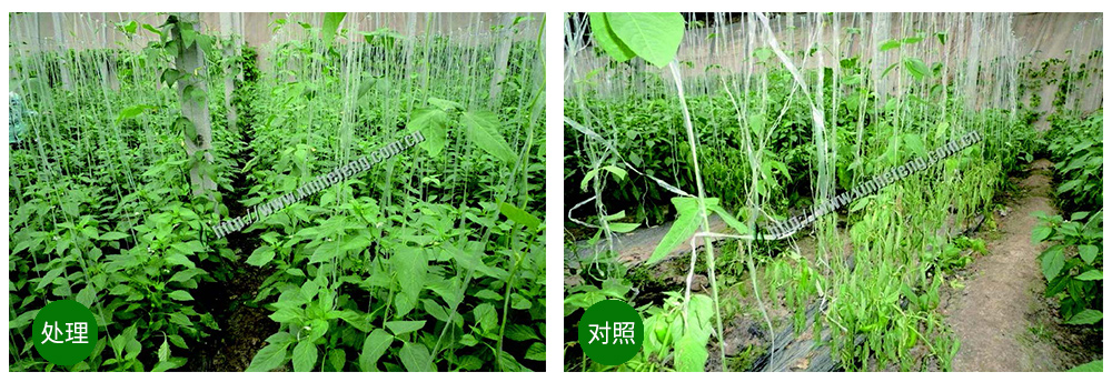 領(lǐng)先生物創(chuàng)新型生防菌劑熒保素應用案例